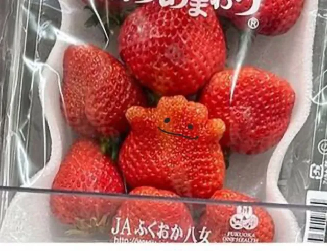 퀘이사존