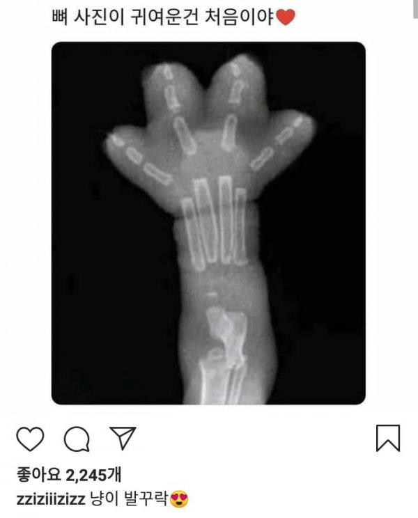 퀘이사존