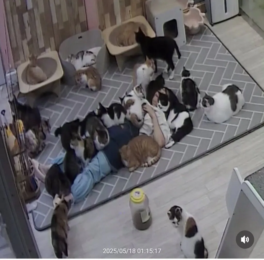 퀘이사존