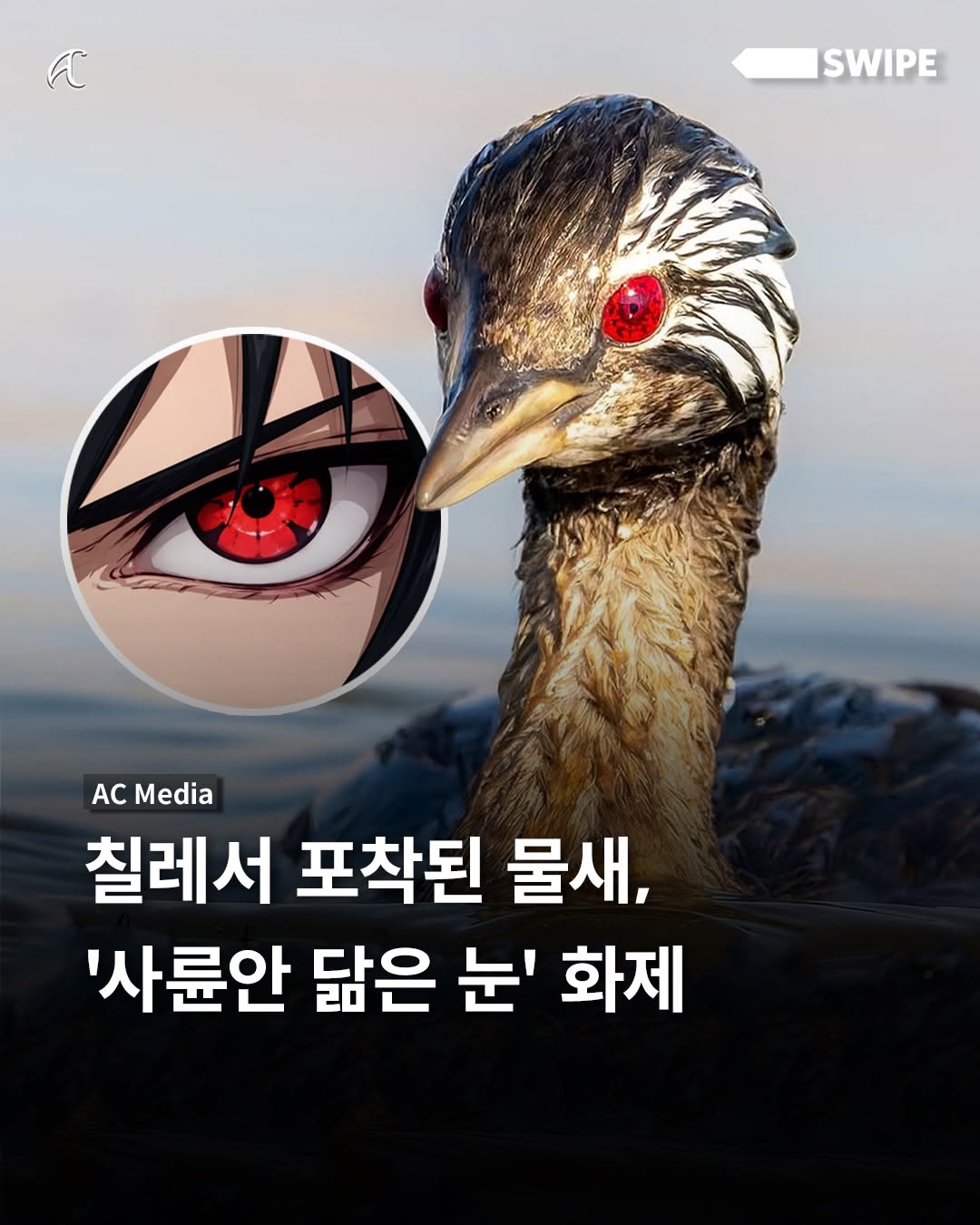 퀘이사존