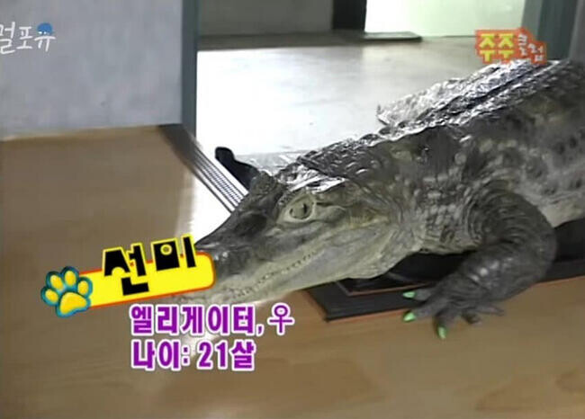 퀘이사존
