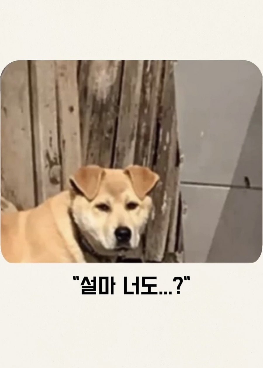 퀘이사존