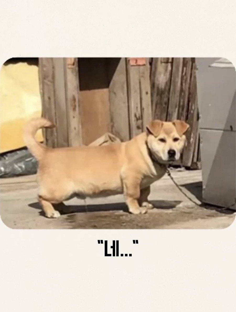 퀘이사존