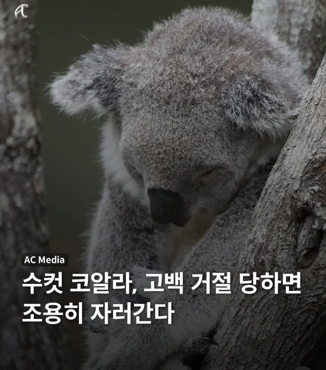퀘이사존