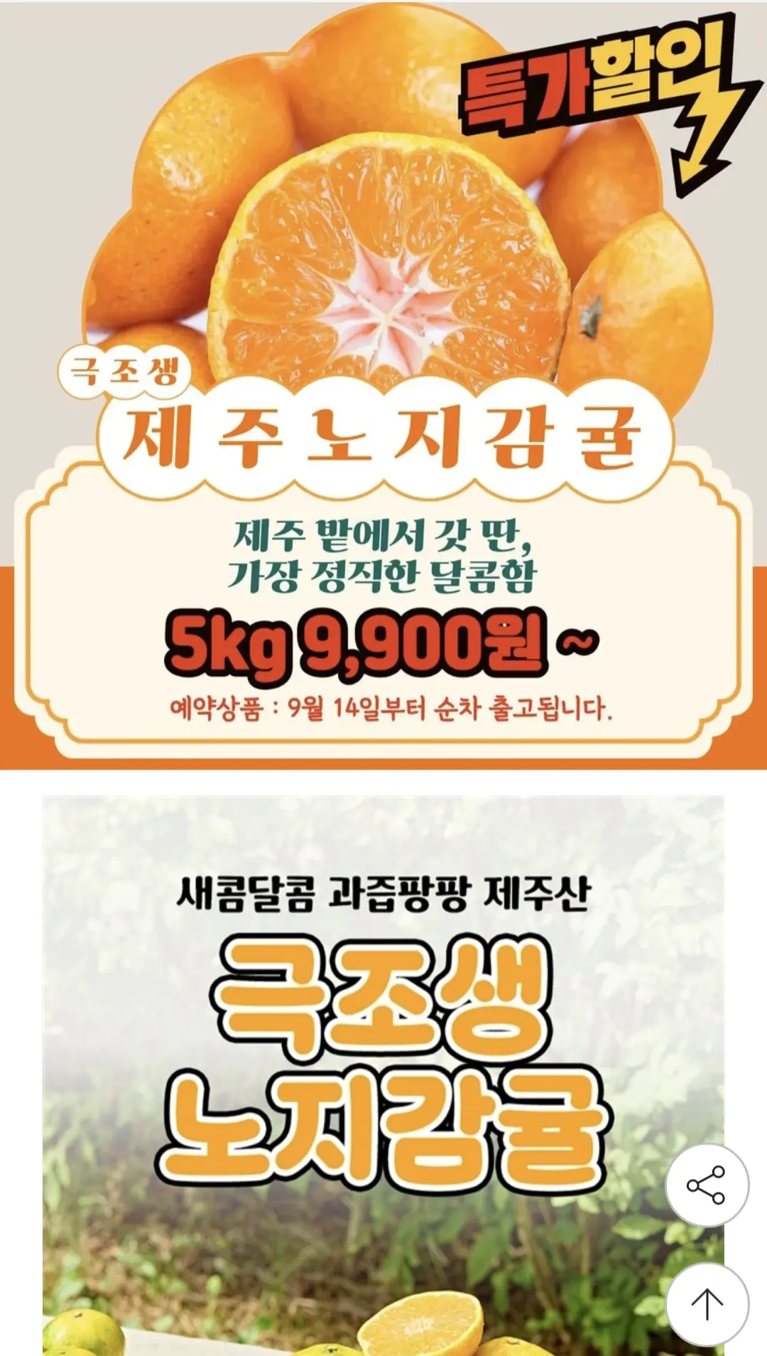 제주 타이벡 햇 노지 감귤 혼합과 5kg