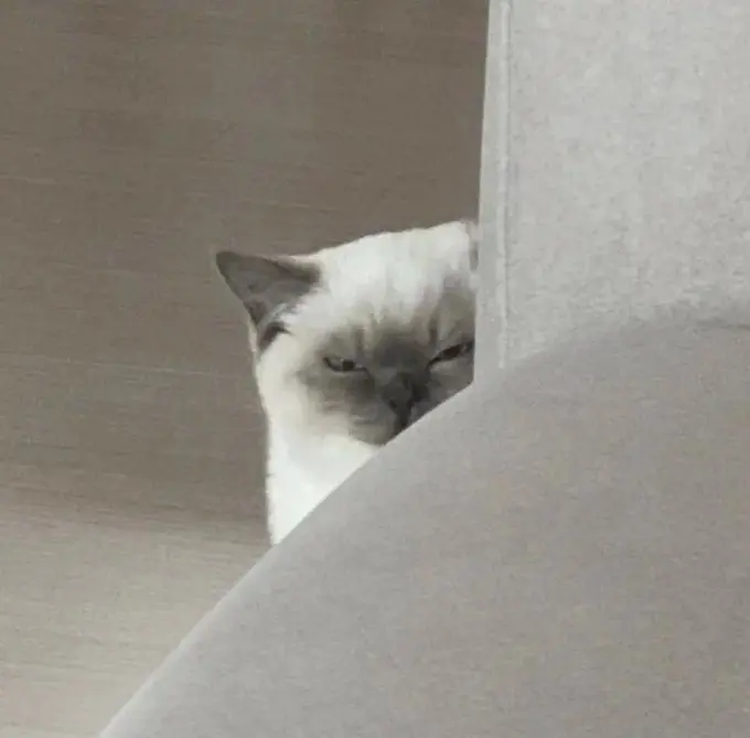 퀘이사존