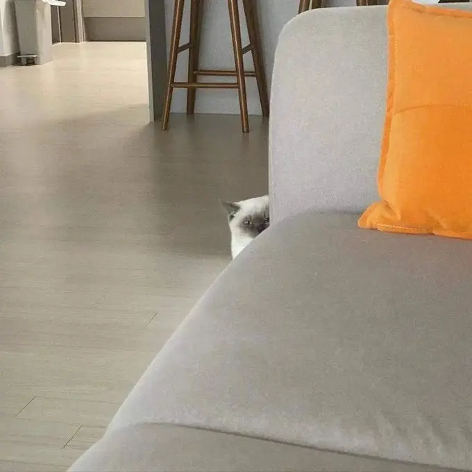 퀘이사존