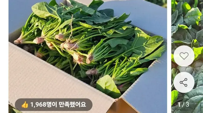 [11번가] 남해 보물초 시금치 1kg (6,970원 / 무배)